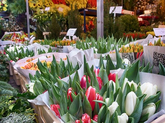 tulips-1904200_640.jpg